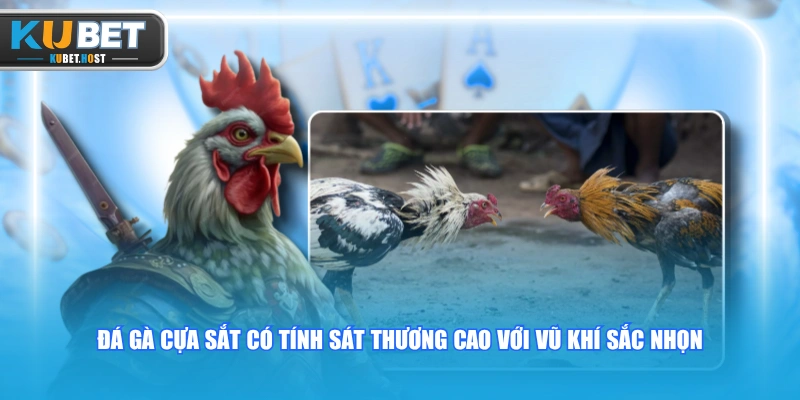 Đá Gà Thomo - Trường Đấu Gà Campuchia Uy Tín Bậc Nhất 2 Đá gà cựa sắt có tính sát thương cao với vũ khí sắc nhọn