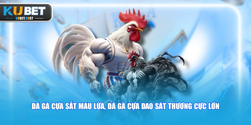 Trải Nghiệm Đá Gà KUBET Trực Tiếp Hôm Nay Siêu Hấp Dẫn 3 Đá gà cựa sắt máu lửa, đá gà cựa dao sát thương cực lớn