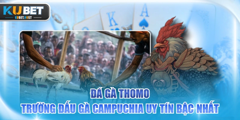 Đá Gà Thomo - Trường Đấu Gà Campuchia Uy Tín Bậc Nhất 1 Đá gà Thomo là trường đấu Campuchia hoạt động hợp pháp