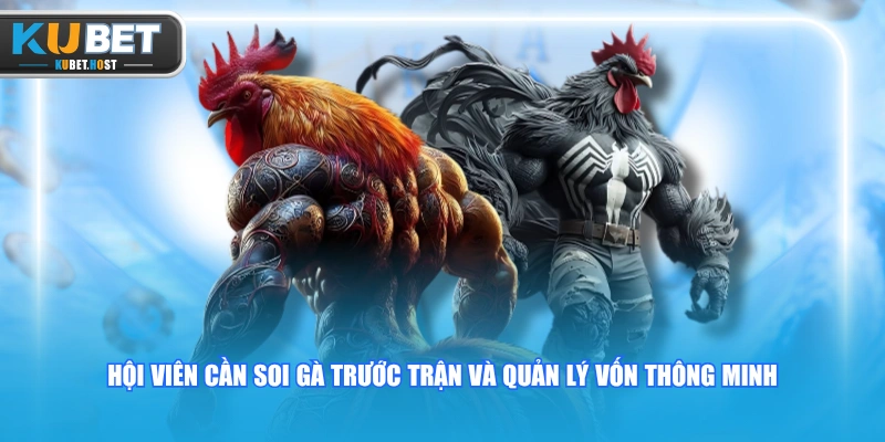Cách Xem Tỷ Lệ Cược Đá Gà KUBET Chuẩn Xác 100% Cho Tân Thủ 3 Hội viên cần soi gà trước trận và quản lý vốn thông minh