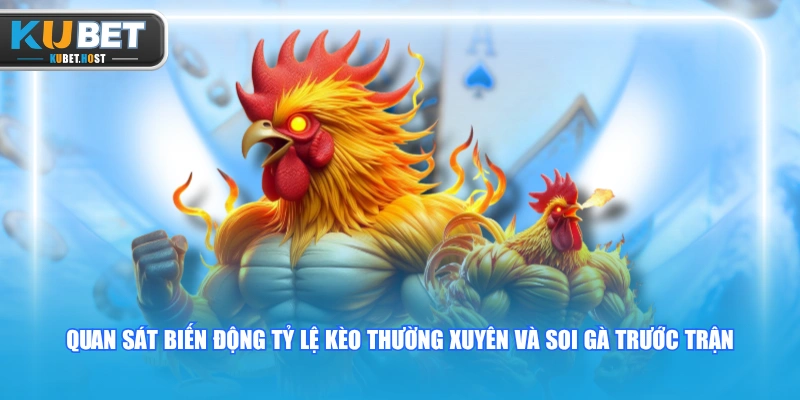 Đá Gà Thomo - Trường Đấu Gà Campuchia Uy Tín Bậc Nhất 3 Quan sát biến động tỷ lệ kèo thường xuyên và soi gà trước trận